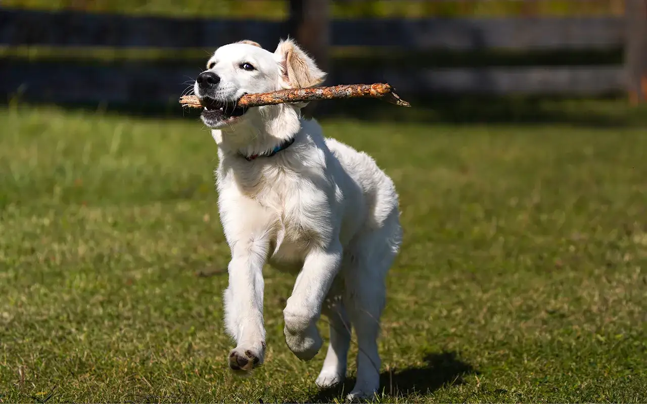 Radosny golden retriever z patykiem w pysku, biegnący przez trawę. Jego energiczny charakter w pełni objawia się podczas zabawy.