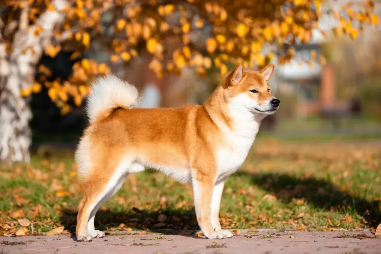 Elegancki shiba pies na tle jesiennych liści.