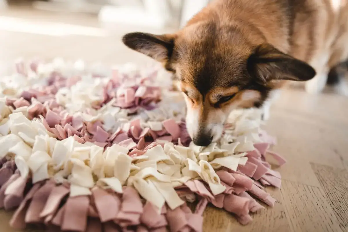 Corgi węszy w kolorowej macie węchowej dla psa DIY, szukając ukrytych smakołyków.