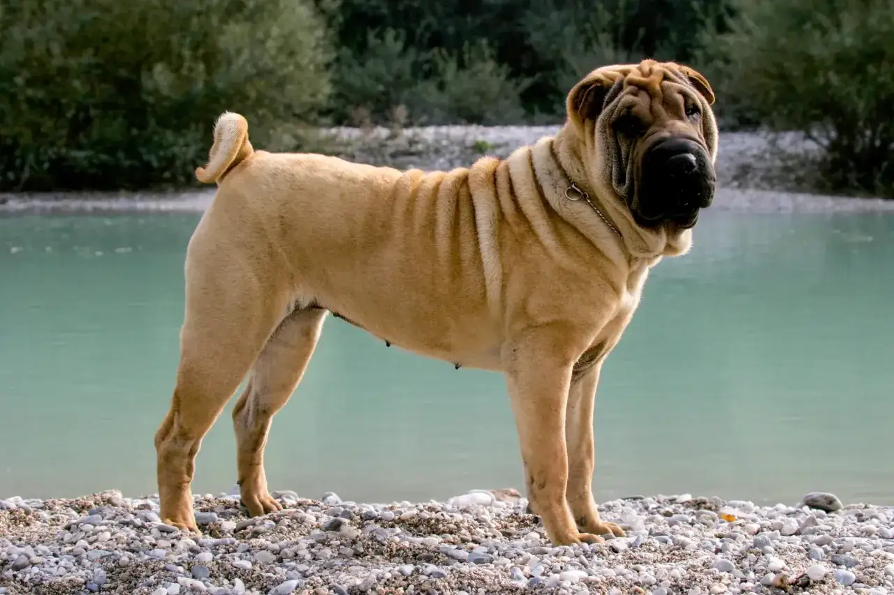 Pies rasy shar pei z charakterystycznymi zmarszczkami stoi na kamienistej plaży nad turkusową wodą.
