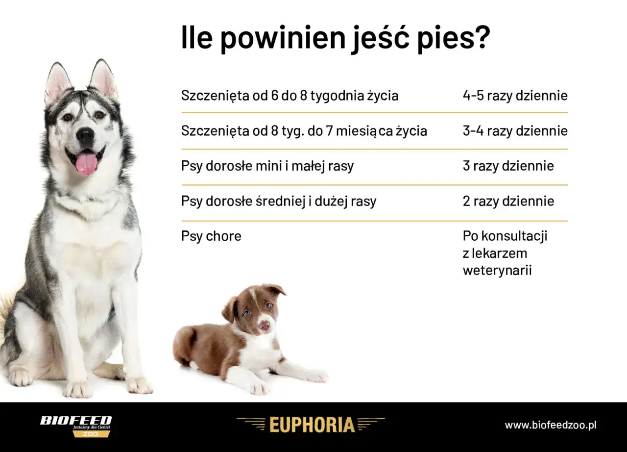Jak obliczyć zapotrzebowanie kaloryczne psa? Tabela podpowiada, ile razy dziennie karmić szczenięta i dorosłe psy r&oacute;żnych ras.