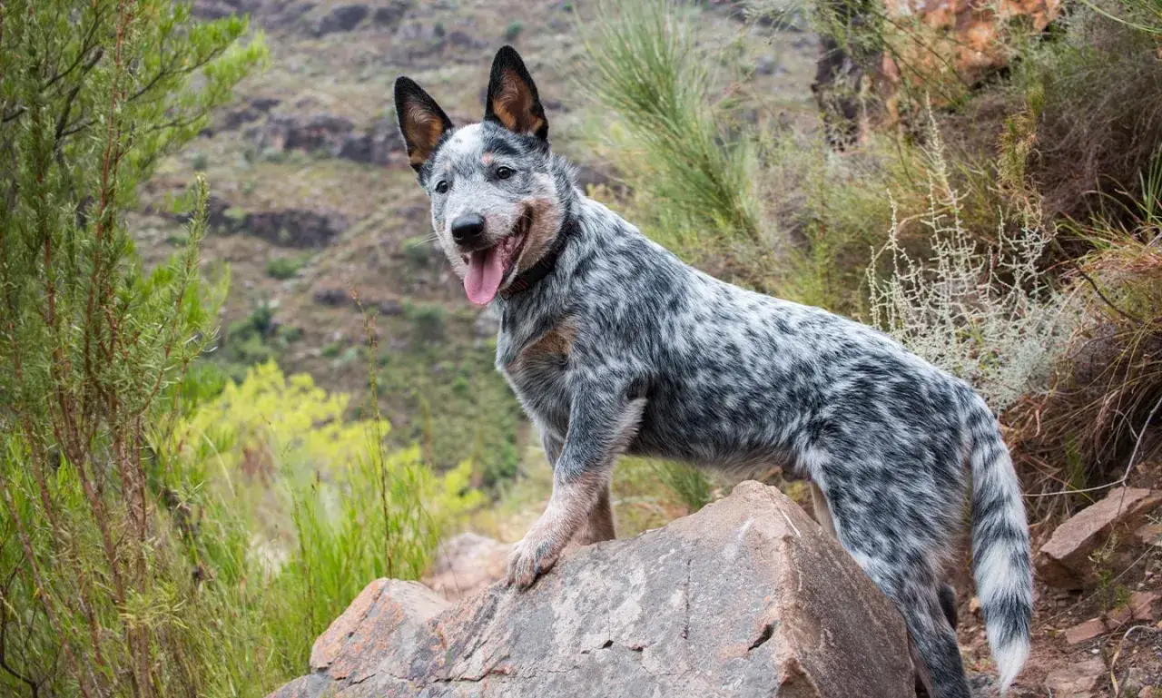 Wesoły blue heeler z językiem na wierzchu stoi na skale wśród dzikiej roślinności.