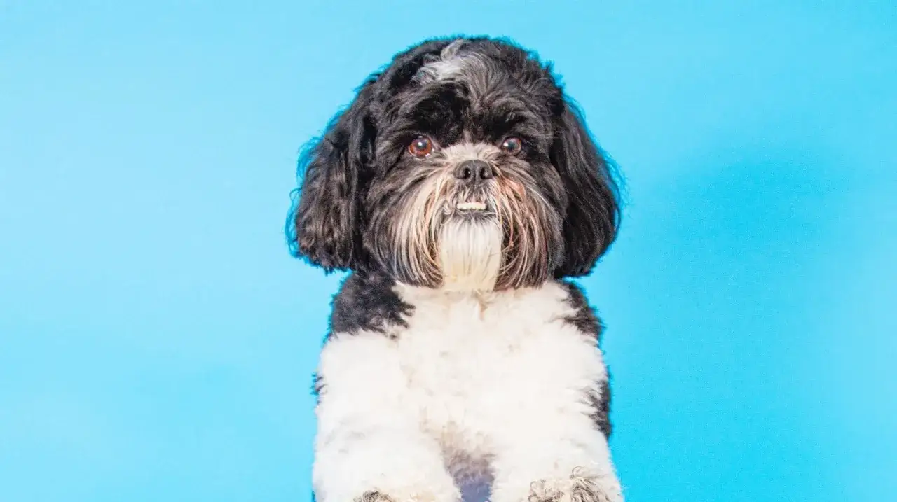 Uroczy shih tzu z czarno-białym futrem, z pewnością żyje długo i szczęśliwie.