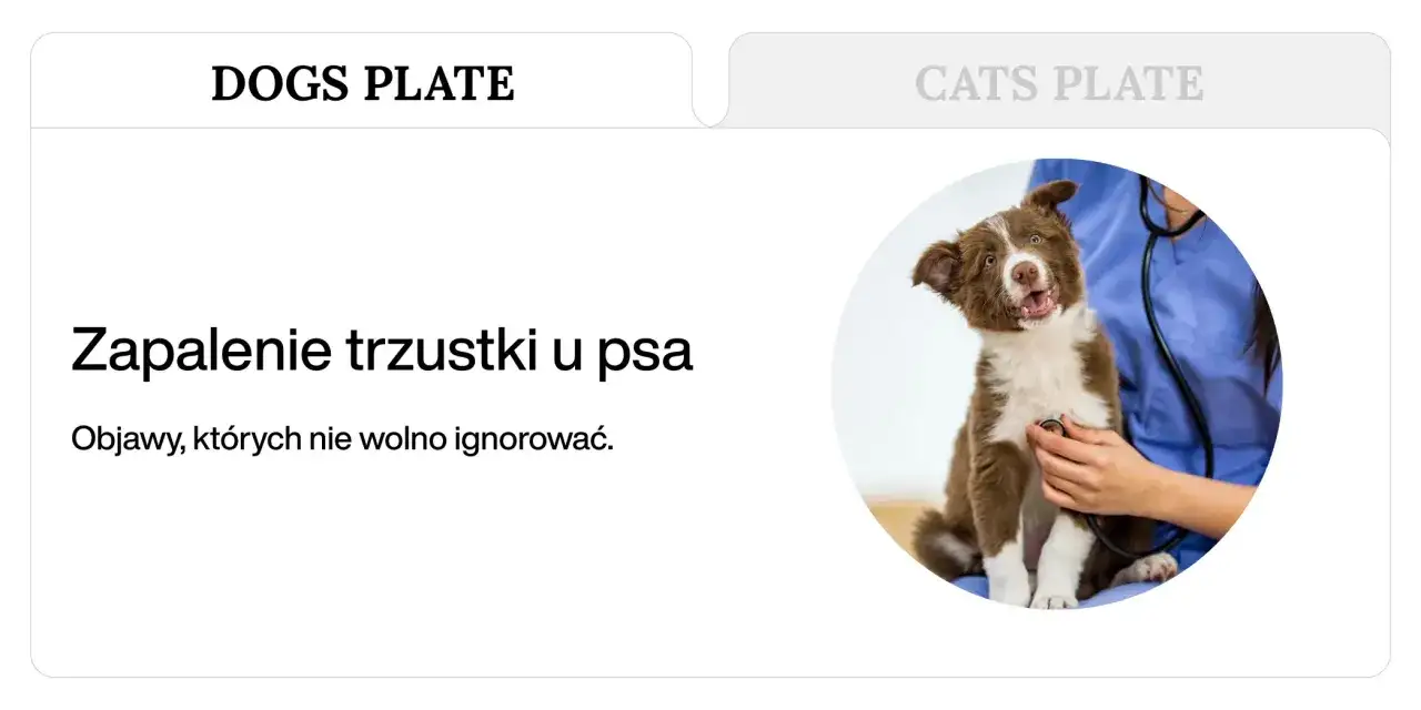 Szczeniak z zapaleniem trzustki u psa, objawy, kt&oacute;rych nie wolno ignorować. Śmiertelność tej choroby jest wysoka.