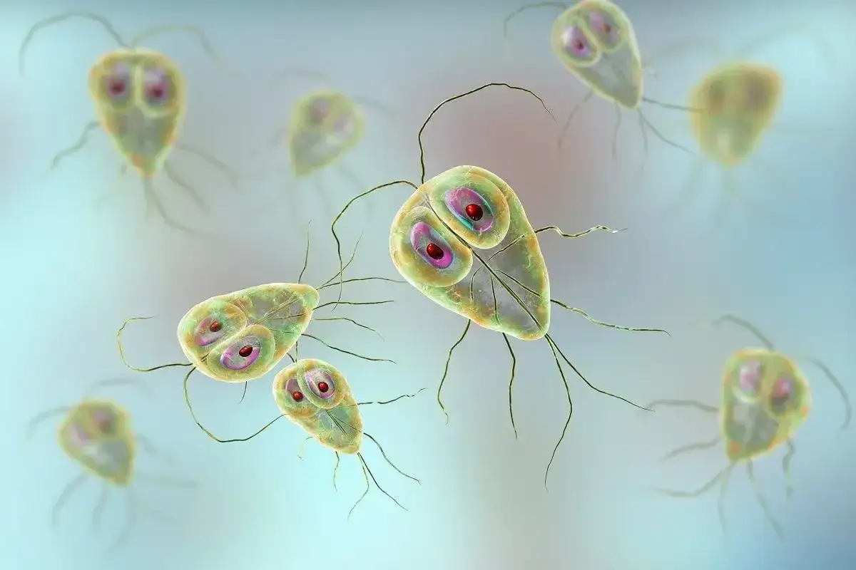 Widok mikroskopowy pasożytów Giardia, które mogą powodować problemy żołądkowe u psów. Objawy giardiozy u psa to m.in. biegunka.
