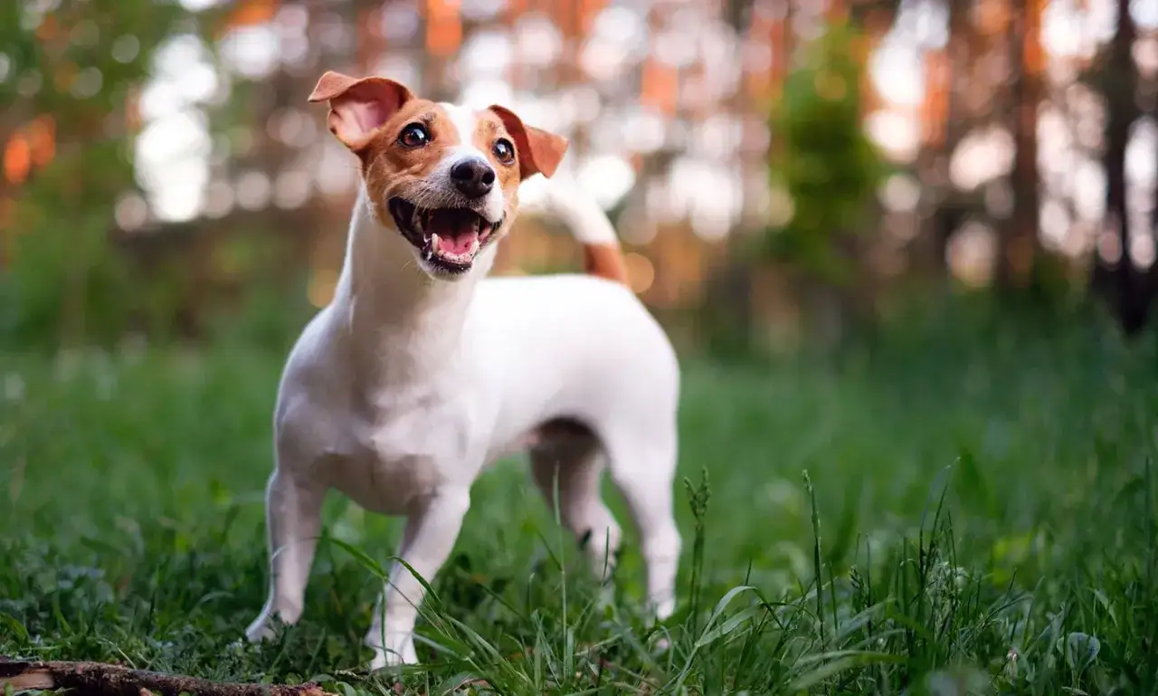 Wesoły pies rasy jack russell terrier stoi na trawie, ciesząc się ciepłym, jesiennym dniem.