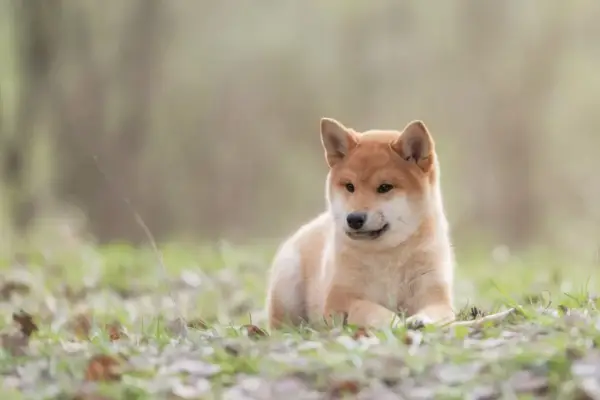Uroczy szczeniak Shiba Inu, pies jak lis, leży na trawie wśród opadłych liści.
