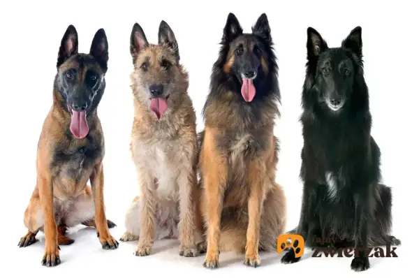 Cztery owczarki belgijskie: malinois, laekenois, tervueren i groenendael, siedzą obok siebie, dysząc z językami na wierzchu.