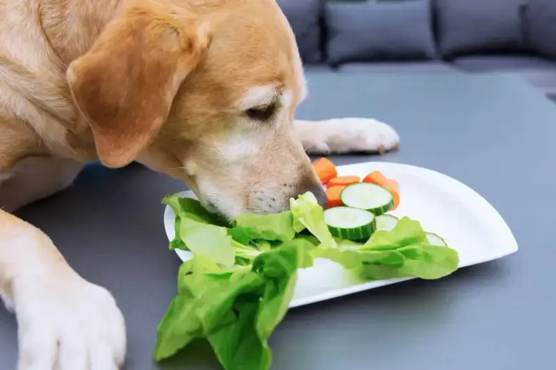 Labrador wącha talerz z sałatą, ogórkiem i marchewką, zastanawiając się, czy pies może jeść sałatę.