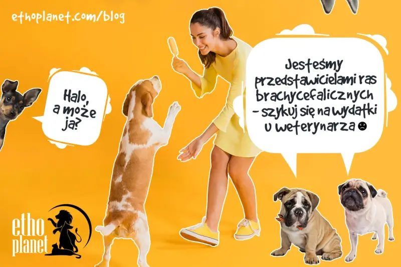 Uśmiechnięta kobieta z lodem na patyku, pies beagle skacze, a obok mały piesek i buldogi. To nie jest typowy cattle dog, ale wszystkie psy zasługują na opiekę.
