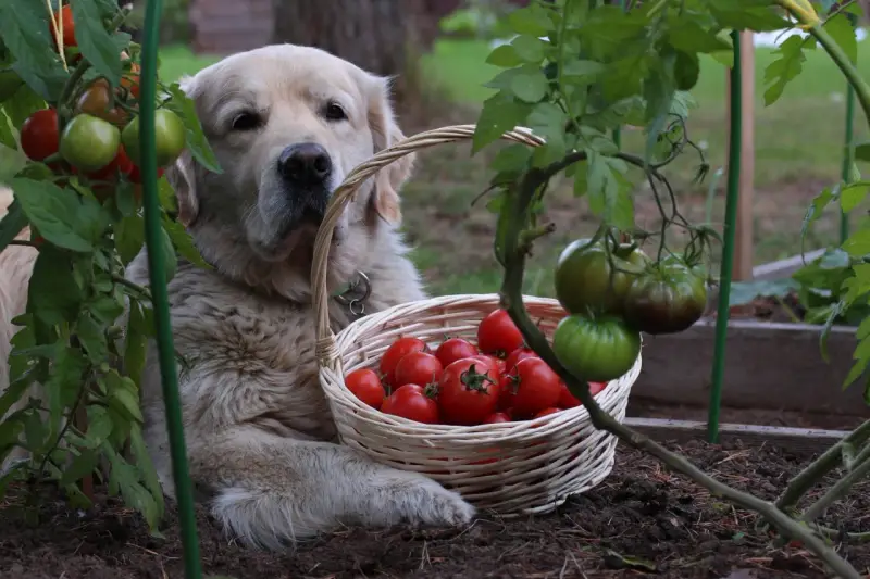 Złoty retriever z koszykiem pomidorów. Czy pies może jeść pomidory? Ten słodki piesek pilnuje zbiorów.